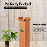 Japan Cheera / Madhura cheera / Mysore cheera (Sauropus Androgynus) Ornamental/Medicinal Live Plant (Home & Garden)