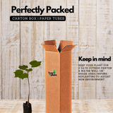 Changing Rose (Hibiscus mutabilis) Flowering/Ornamental Live Plant (Home & Garden)