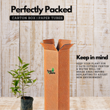 Melastoma Purple (Melastoma malabathricum) Flowering/Ornamental Live Plant (Home & Garden)