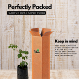 Neelamari | The Indigo Plant (Indigofera Tinctoria) Flowering/Ornamental/Medicinal Live Plant (Home & Garden)