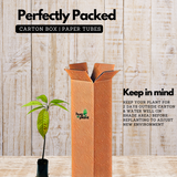 Cocoa Fruit (Theobroma cacao) Fruit Live Plant (Home & Garden)