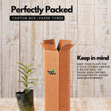 Mahkota Dewa / God's Crown (Seedling) Fruit Plant (Phaleria macrocarpa) Fruit/Medicinal Live Plant (Home & Garden)