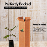 Sand paper Vine / Purple Wreath (Petrea Volubilis) Wine Creeper Flowering/Ornamental Live Plant (Home & Garden)