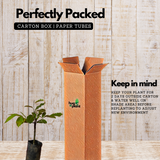 Nutmeg / Jaathi (Bud) ( Myristica fragrans ) Fruit/Medicinal Live Plant (Home & Garden)