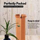 Rambha Plant (Pandanus Amaryllifolius Plant - Pandan Plant, Biryani leaves Plant, Basmati Plant) - Medicinal/Ornamental Plant