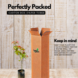 Luvikka / Lovlolika Loovy / Indian Coffee Plum (Flacourtia jangomas) Fruit/Ornamental Live Plant (Home & Garden)