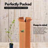 Henna Plant / Mylanchi (Lawsonia inermis) Ornamental Live Plant (Home & Garden)