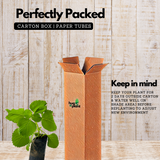 Chuma Koorka / Iruveli (Coleus Zeylanicus) Medicinal Live Plant (Home & Garden)