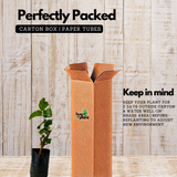 Mulberry (Morus alba) Fruit/Ornamental Live Plant (Home & Garden)