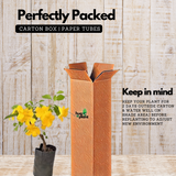 Cats Claw Creeper Plant (Hybrid , Multilayer) - Live Plant For Garden (Cats glow)