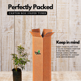 Flowering Plant Birth Star: Thiruvathira (Plant:Nandyarvattam / Pinwheel Flower / Crape jasmine) (Tabernaemontana divaricata) Flowering / Ornamental Live Plant (H&G)