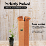 Thumba Plant (Leucas aspera) Flowering/Ornamental/Medicinal Live Plant (Home & Garden)