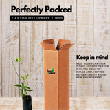 White Sandal Wood Plant / Chandanam (Santalum album) Ornamental Live Plant (Home & Garden)