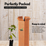 Langsat | Lanzones ( Lansium Domesticum ) Fruit Live Plant (Home & Garden)