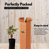 Longan Fruit / Dragon's Eye (Dimocarpus longan) Fruit Live Plant (Home & Garden)