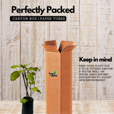 Red Leadwort / Chuvanna koduveli / Chethi koduveli (Plumbago Indica) Flowering/Ornamental/Medicinal Live Plant (Home & Garden)