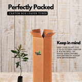 Kili Njaval (Ardisia elliptica) Fruit / Medicinal Live Plant (Home & Garden)