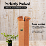 Golden Duranta / Golden Dew Drop (Duranta erecta) Ornamental Live Plant (Home & Garden)