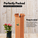 Pink Ixora / Pink Chethi (Ixora coccinea) Flowering/Ornamental Live Plant (Home & Garden)