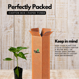 Bird's Eye Chilli / Kanthari (Capsicum annuum) Flowering/Ornamental Live Plant (Home & Garden)