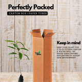 Adalodakam / Malabar nut (Justicia adhatoda) Flowering/Ornamental/Medicinal Live Plant (Home & Garden)