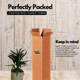 Raphis Palm / Lady Palm (Rhapis excelsa) Ornamental Live Plant (Home & Garden)