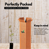 Almond / Badam Fruit Plant (Prunus dulcis) Fruit Plant (Home & Garden)