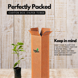 Litchi / Lychee (Litchi chinensis) Fruit Live Plant (Home & Garden)