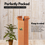 China Baby Doll (Radermachera sinica) Ornamental Live Plant (Home & Garden)