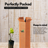 Giloy Plant / Chittamruthu (Tinospora cordifolia) Medicinal Live Plant (Home & Garden)