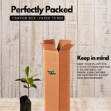 Baraba ( Garcinia intermedia ) Fruit/Flowering/Ornamental Live Plant (Home & Garden)