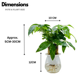 Pachira Money Plant Tree | Malabar Chestnut (Pachira aquatica)- Live Plant Selfwatering Pot (Home & Garden)