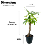 Pachira Money Plant Tree Braided | Malabar Chestnut (Pachira aquatica)- Live Plant in 12cm Pot (Home & Garden)