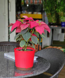 Krish 18 Self Watering Plastic Pot