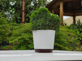 Krish 18 Self Watering Plastic Pot