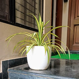 Ronda 2926 Round Plastic Pot With Self Watering Kit