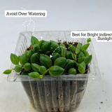 String of Tears / Curio Herreianus- Live Succulent Plant (Home & Garden)