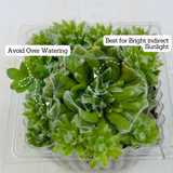 Sempervivum Arachnoideum ƒ??Cobweb house-leekƒ?�- Live Succulent Plant (Home & Garden)