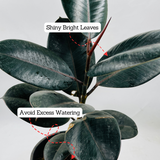 Rubber Tree, Rubber Plant, Ficus elastica (Black Prince, Burgundy)- Live Plant (Home & Garden)