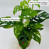 Monstera Adansonii | Broken Heart Plant- Live Plant (Home & Garden)