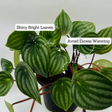 Watermelon Peperomia (Peperomia argyreia) - Live Plant For Indoor (Home & Garden)