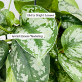 Silver Pictus / Silver Satin Pothos Hanging Plant With Pot