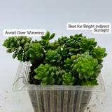 Cremnosedum ƒ??Little Gemƒ?? - Live Succulent Plant (Home & Garden)