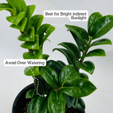Zamioculcas zamiifolia ƒ??Zenziƒ?? Dwarf ZZ Plant- Live Plant in 5inch Pot (Home & Garden)