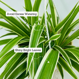 Chlorophytum Comosum ƒ?? Hanging Plant With Pot