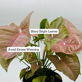 Syngonium Pink (Syngonium Podophyllum) - Live Plant (Home & Graden)