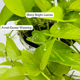 Golden Money Plant Hanging With Pot