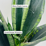 Sansevieria Trifasciata Whitney / Snake Plant (Sansevieria trifasciata)- Live Plant (Home & Garden)