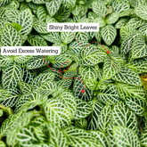 Fittonia Green Plant Hanging With Pot