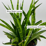Sansevieria Sansiam Moto - Live Plant For Indoor (Home & Garden)